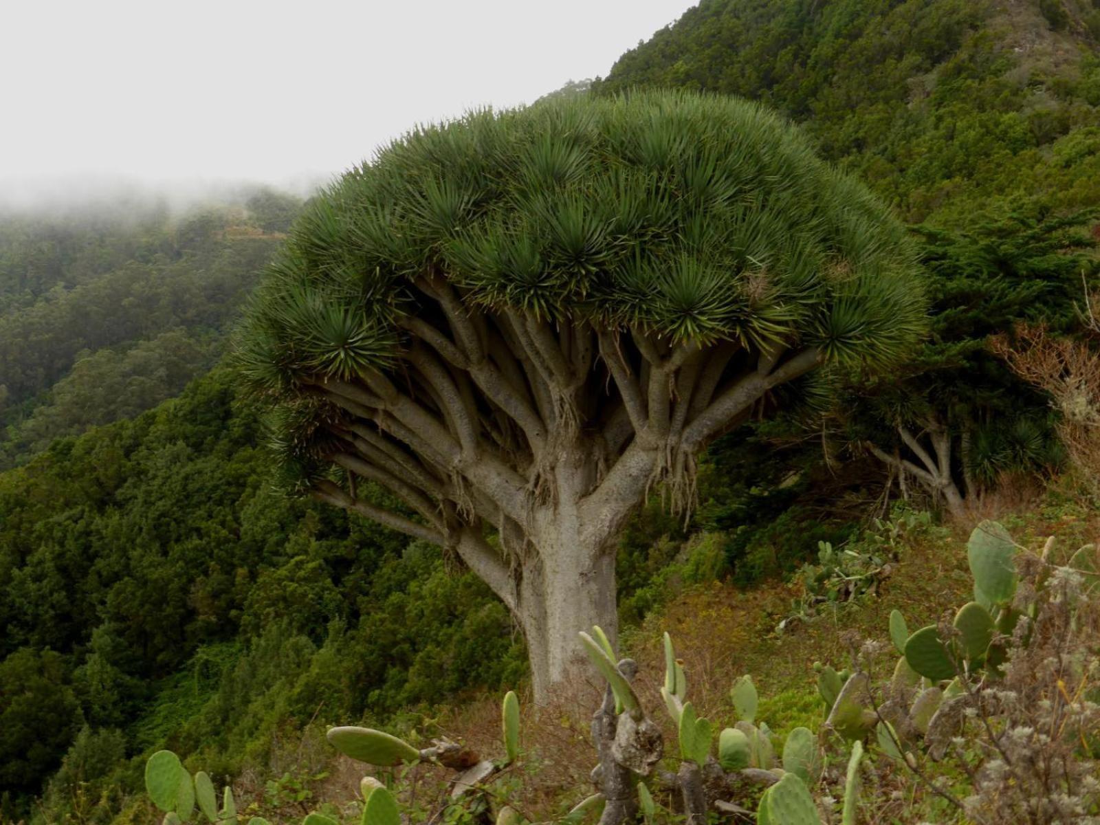 Armonia Park, Tenerife 巴哈马尔 外观 照片